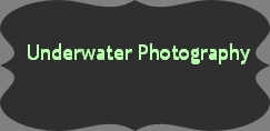 Underwater Photography

